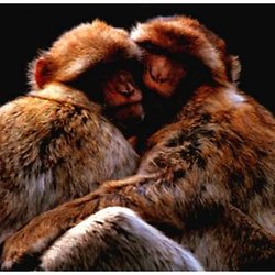 quels animaux revent