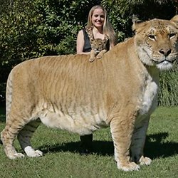 Tigons Ligers Other Mixes Pearltrees