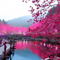 13 Most Beautiful And Famous Trees On Earth Pearltrees 13 Most Beautiful And Famous Trees On Earth Pearltrees