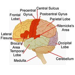 neurolinguistics language and biology pearltrees neurolinguistics
