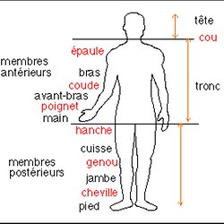 Atlas Du Corps Humain Pearltrees