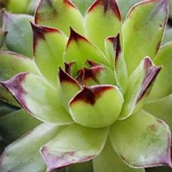 Cactees Plantes Grasses Pearltrees