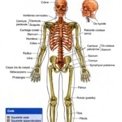L Anatomie Du Corps Humain En 3d Pearltrees