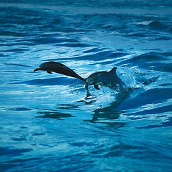 Shoujo Bebe Dauphin Albinos Pearltrees Shoujo Bebe Dauphin Albinos Pearltrees