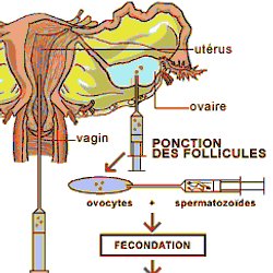 C Est Pas Sorcier Comment Fait Les Bebes Pearltrees C Est Pas Sorcier Comment Fait Les Bebes Pearltrees