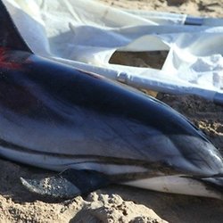 Shoujo Bebe Dauphin Albinos Pearltrees Shoujo Bebe Dauphin Albinos Pearltrees